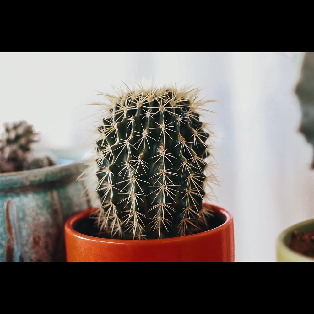 Cactus Print